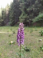 Aconitum leucostomum