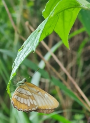 Mestra hersilia