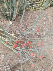 Ephedra intermedia