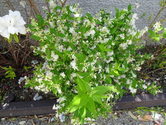 Deutzia gracilis