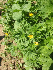 Trollius ranunculinus
