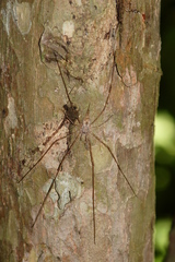 Neotama mexicana