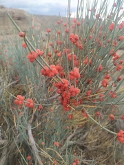 Ephedra intermedia