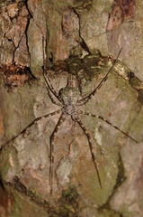 Neotama mexicana