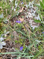 Gentiana karelinii