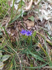Gentiana karelinii