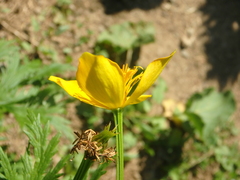 Trollius ranunculinus