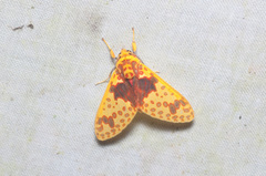 Amaxia pulchra