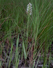 Habenaria propinquior
