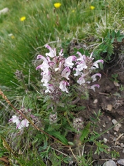 Pedicularis cheilanthifolia