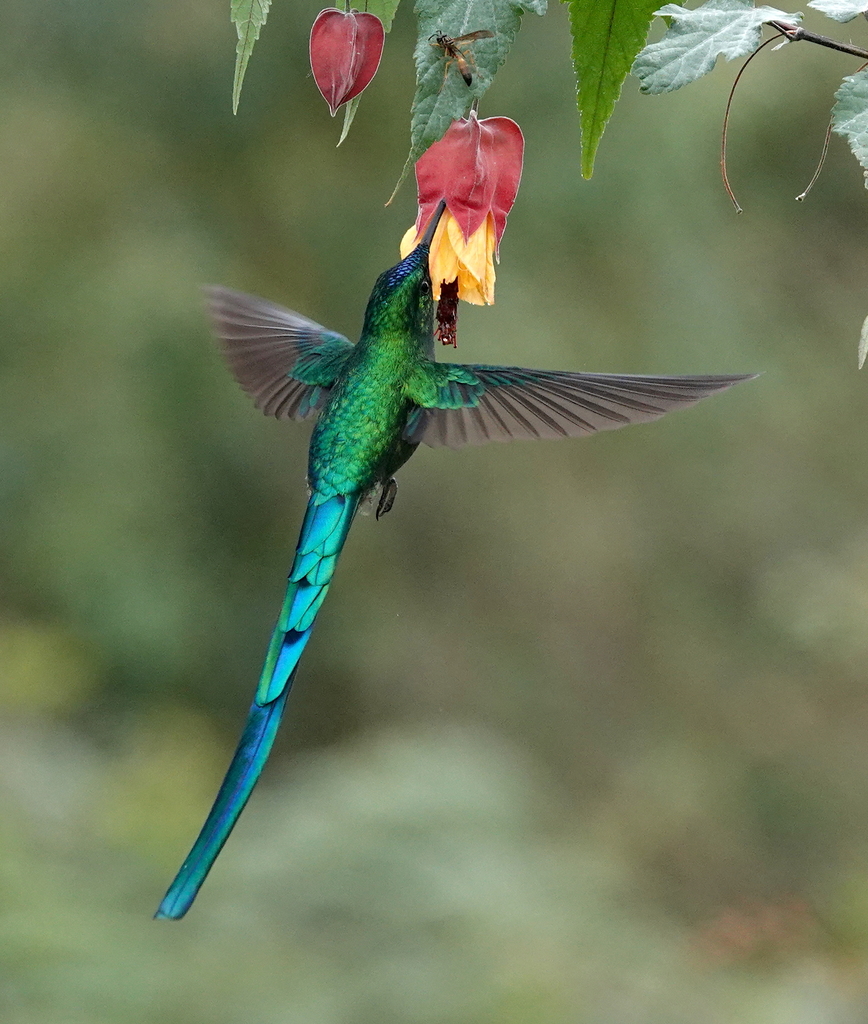 Long-tailed Sylph photo