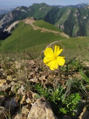 Papaver tianschanicum