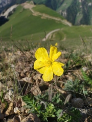 Papaver tianschanicum