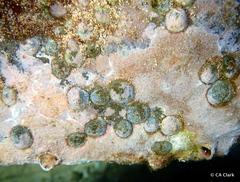 Antisabia imbricata