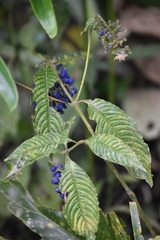 Palicourea cyanococca