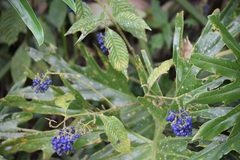 Palicourea cyanococca