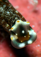 Spinoaglaja orientalis
