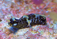 Spinoaglaja orientalis