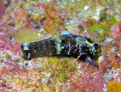 Spinoaglaja orientalis