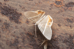 Opisthoxia hybridata
