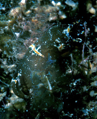 Spinoaglaja orientalis