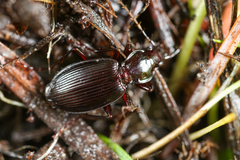 Platynus ovipennis