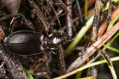Platynus ovipennis
