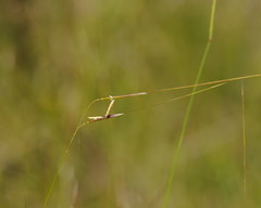 Austrostipa muelleri
