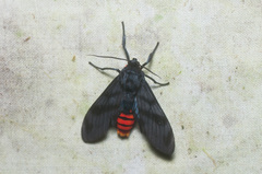 Thysanoprymna