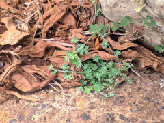 Lotus lancerottensis