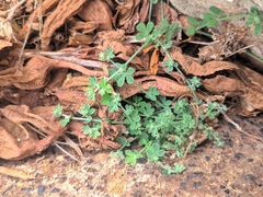 Lotus lancerottensis