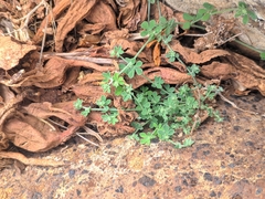 Lotus lancerottensis