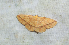 Periclina syctaria