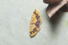 Melinodes fulvitincta