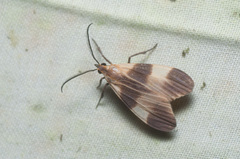Correbidia calopteridia