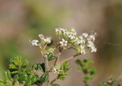 Astrotricha asperifolia