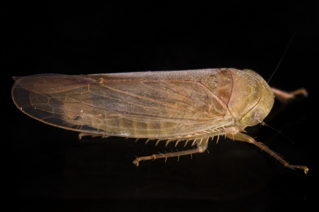 Chlorotettix fallax