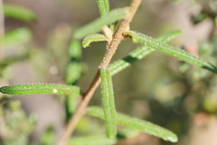 Astrotricha asperifolia