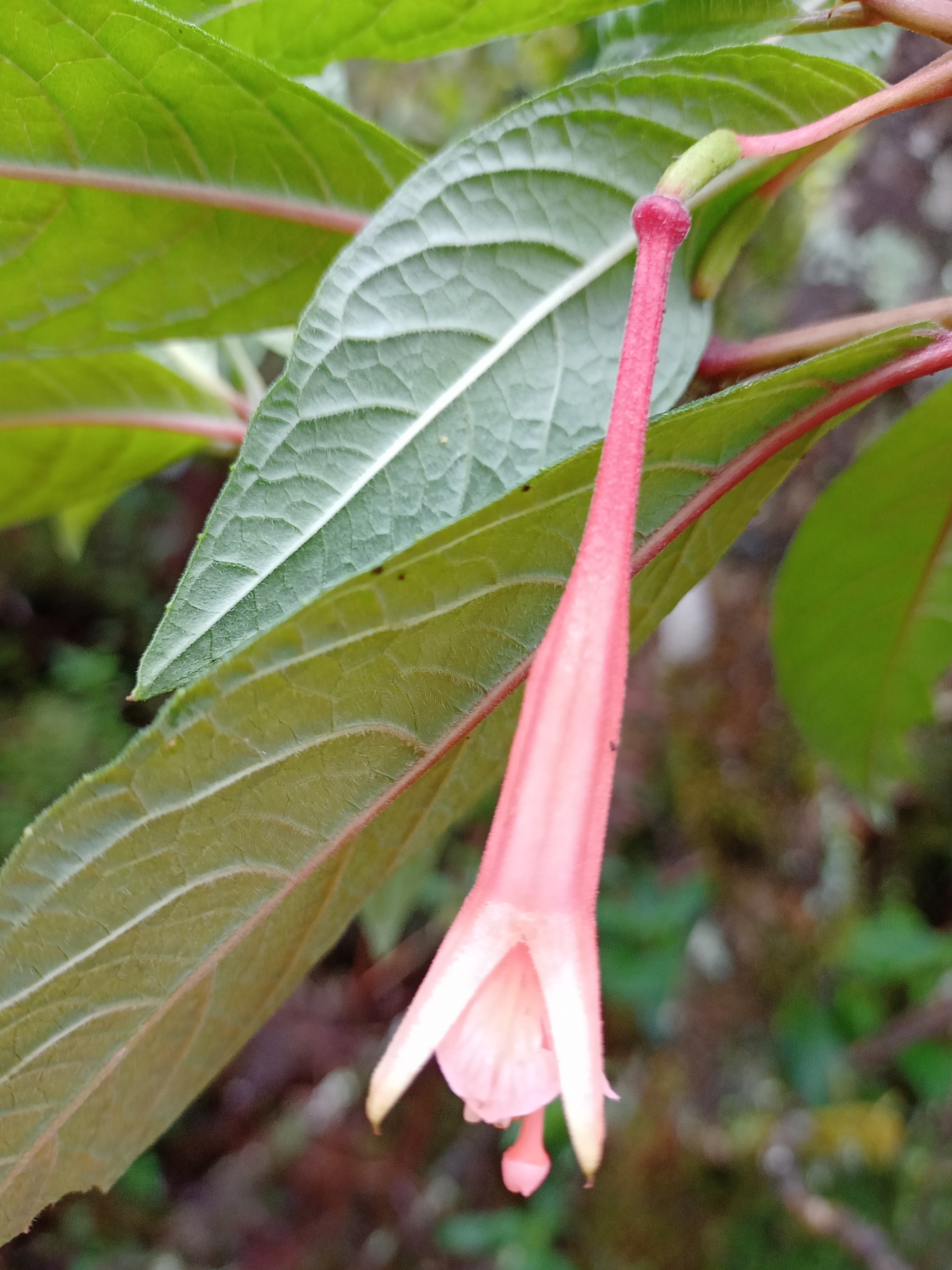 Fuchsia campii image