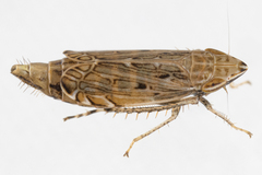 Flexamia atlantica
