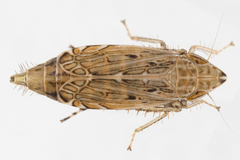 Flexamia atlantica