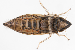Flexamia atlantica
