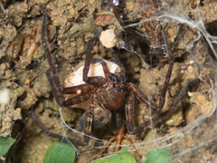 Heteropoda amphora