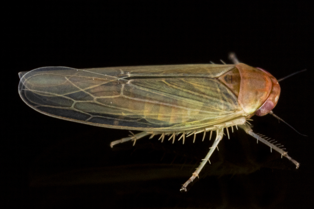Balclutha abdominalis