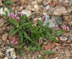 Rhinotropis cornuta cornuta