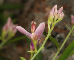 Rhinotropis cornuta cornuta