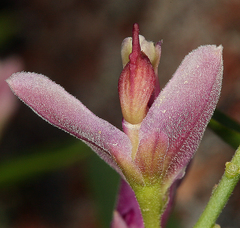 Rhinotropis cornuta cornuta
