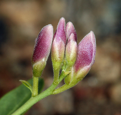 Rhinotropis cornuta cornuta