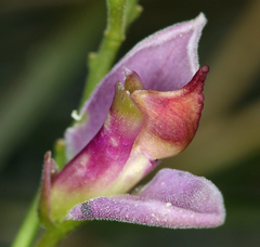 Rhinotropis cornuta cornuta