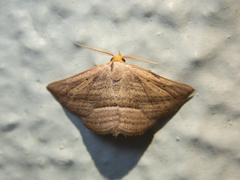 Parasada carnosa